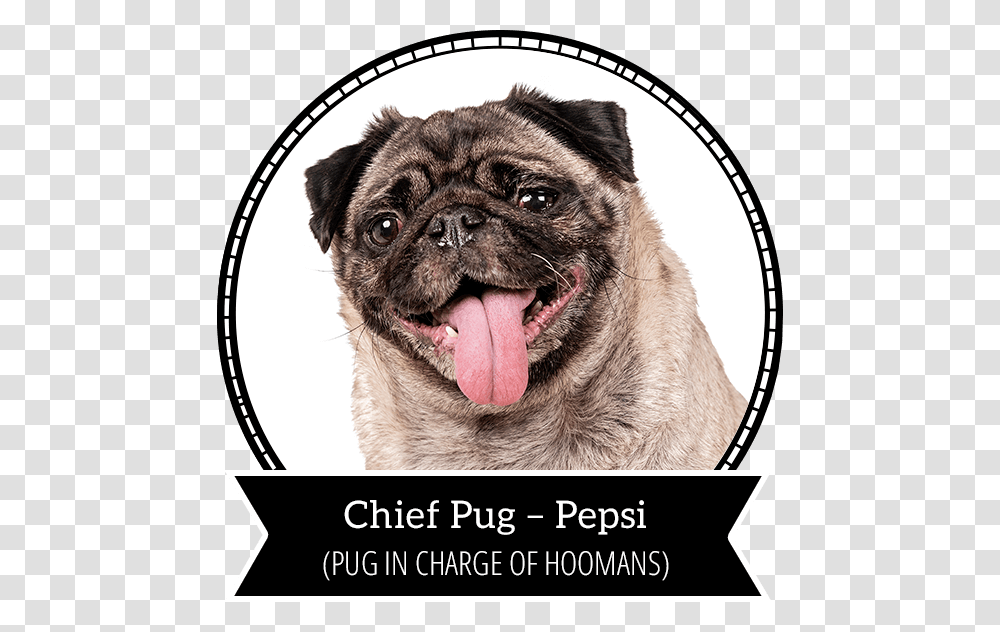 Pepsi Pug, Dog, Pet, Canine, Animal Transparent Png