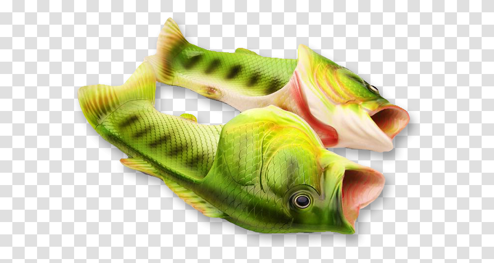 Perch, Animal, Plant, Person, Human Transparent Png