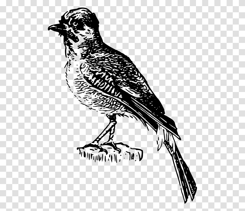 Perch Clipart Free For Download Birds, Gray, World Of Warcraft Transparent Png