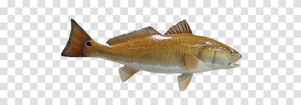 Perch, Fish, Animal, Carp Transparent Png