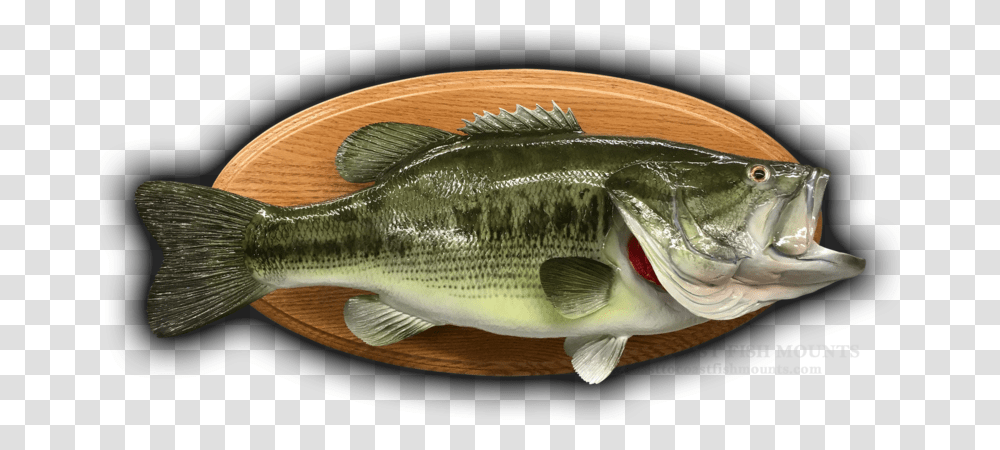 Perch, Fish, Animal Transparent Png