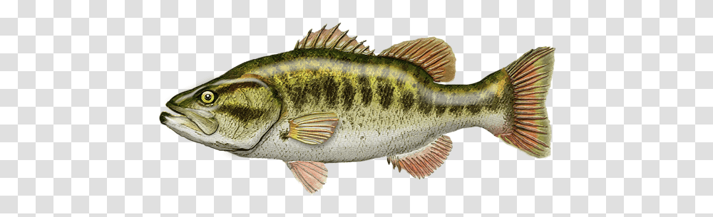 Perch, Fish, Animal Transparent Png