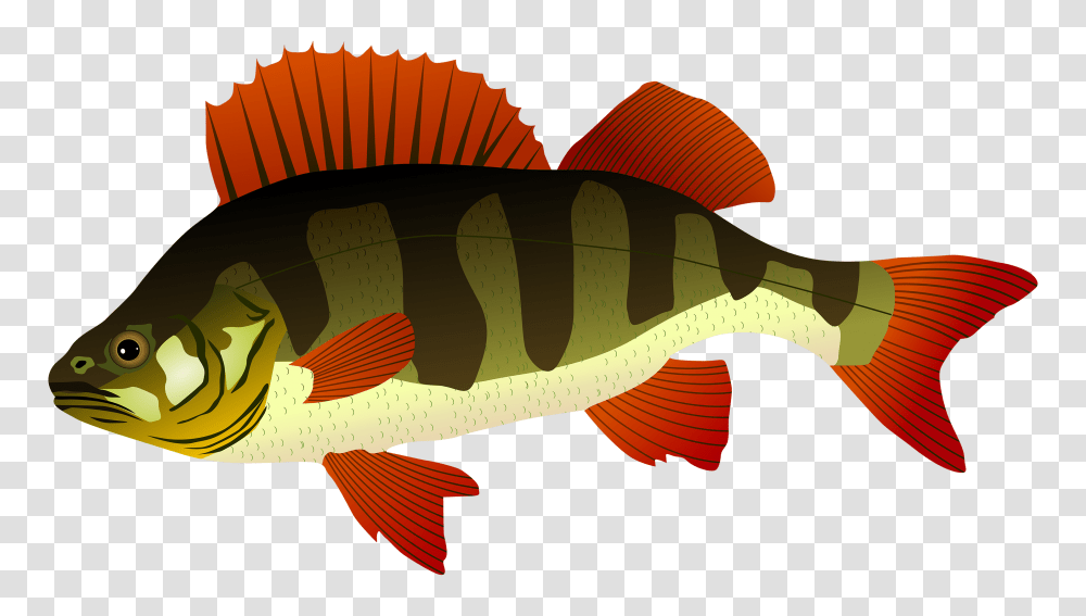 Perch Fish Clipart, Animal, Water, Bird, Amphiprion Transparent Png