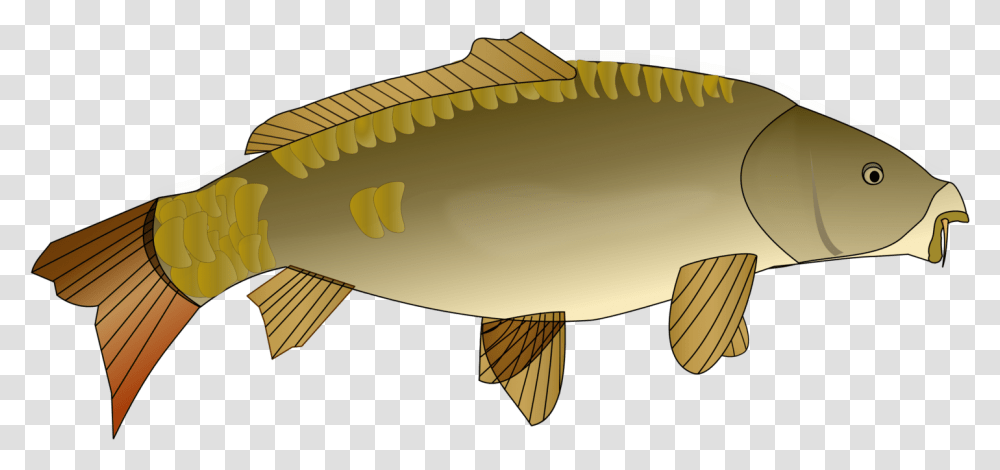 Perchbony Fishcarp Carp Clipart, Animal, Axe, Tool, Cod Transparent Png