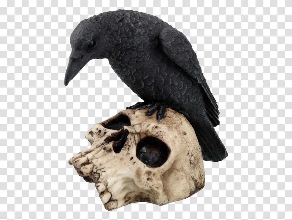 Perched Raven On Skull Statue Statuetka Voron, Bird, Animal Transparent Png