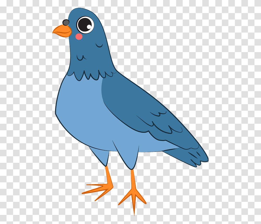 Perching Bird, Animal, Pigeon, Dove, Beak Transparent Png