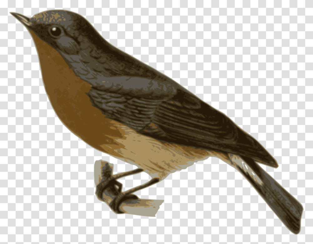 Perching Birdcuculiformesold World Flycatcher Gray And Brown Bird, Animal, Robin, Jay, Finch Transparent Png
