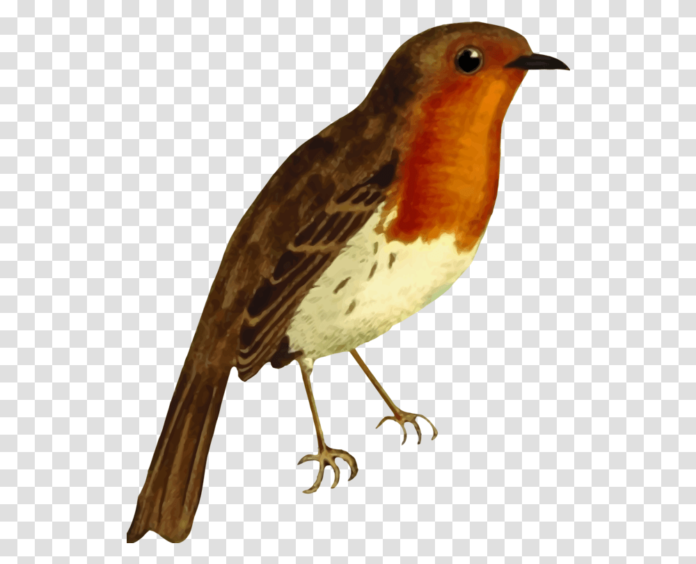 Perching Birdold World Flycatchereuropean Robin Clipart Robin Bird, Animal, Beak, Finch Transparent Png