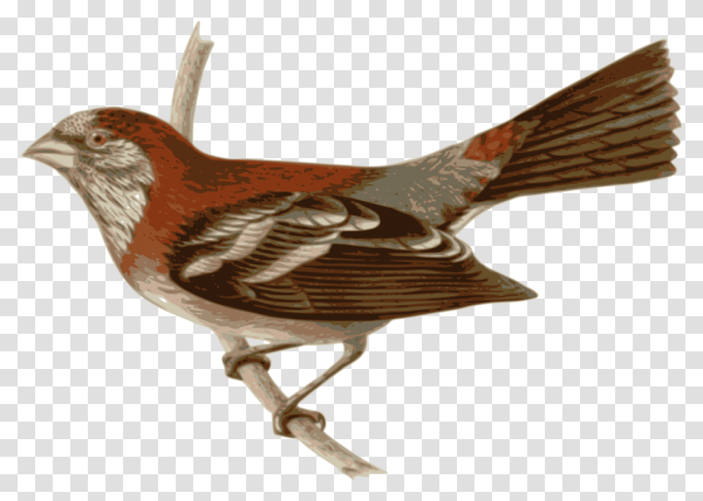 Perching Birdwrenbird Tailorbird, Animal, Sparrow, Finch Transparent Png