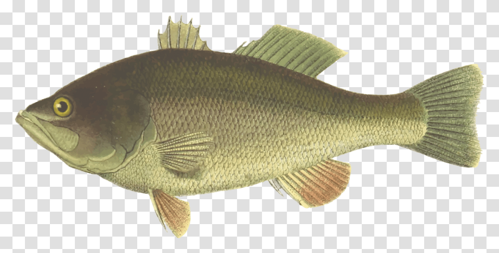 Perchtilapiabony Fish Bass Fish, Animal, Carp Transparent Png