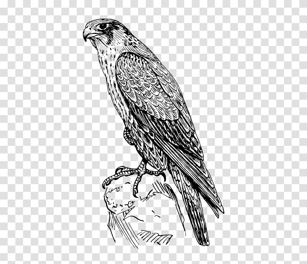 Peregrine Falcon, Animals, Gray, World Of Warcraft Transparent Png