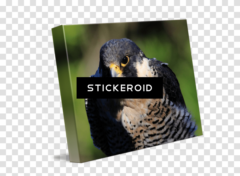 Peregrine Falcon Birds Hawk, Animal, Beak, Buzzard, Accipiter Transparent Png