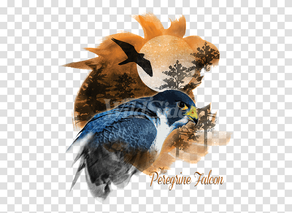 Peregrine Falcon Birds Of Prey Peregrine Falcon Swallow, Animal, Art, Dove, Pigeon Transparent Png