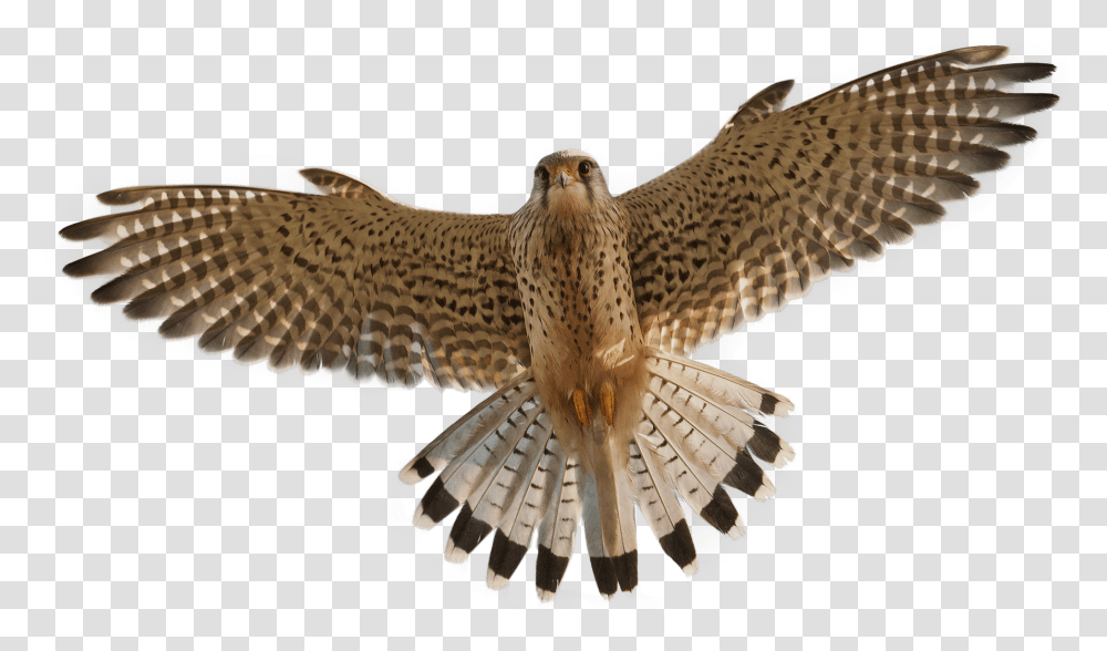 Peregrine Falcon, Buzzard, Hawk, Bird, Animal Transparent Png