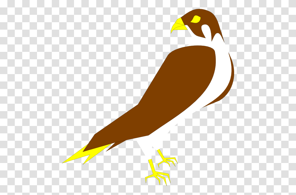Peregrine Falcon Clip Art Free Image, Finch, Bird, Animal, Beak Transparent Png