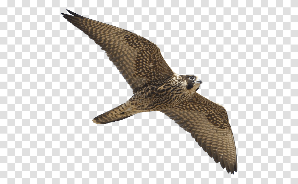 Peregrine Falcon Harrier, Buzzard, Hawk, Bird, Animal Transparent Png
