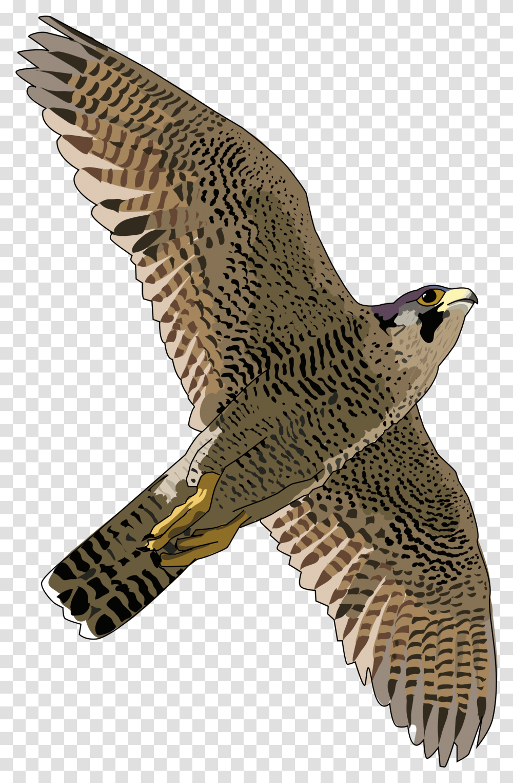 Peregrine Falcon, Hawk, Bird, Animal, Buzzard Transparent Png