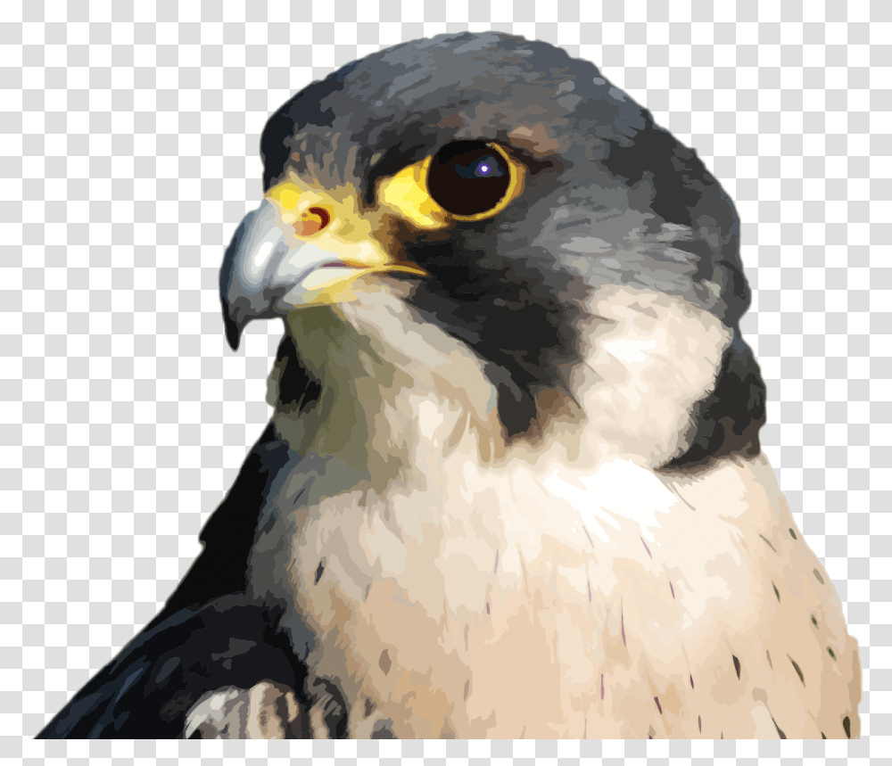 Peregrine Falcon Hawk, Buzzard, Bird, Animal, Vulture Transparent Png