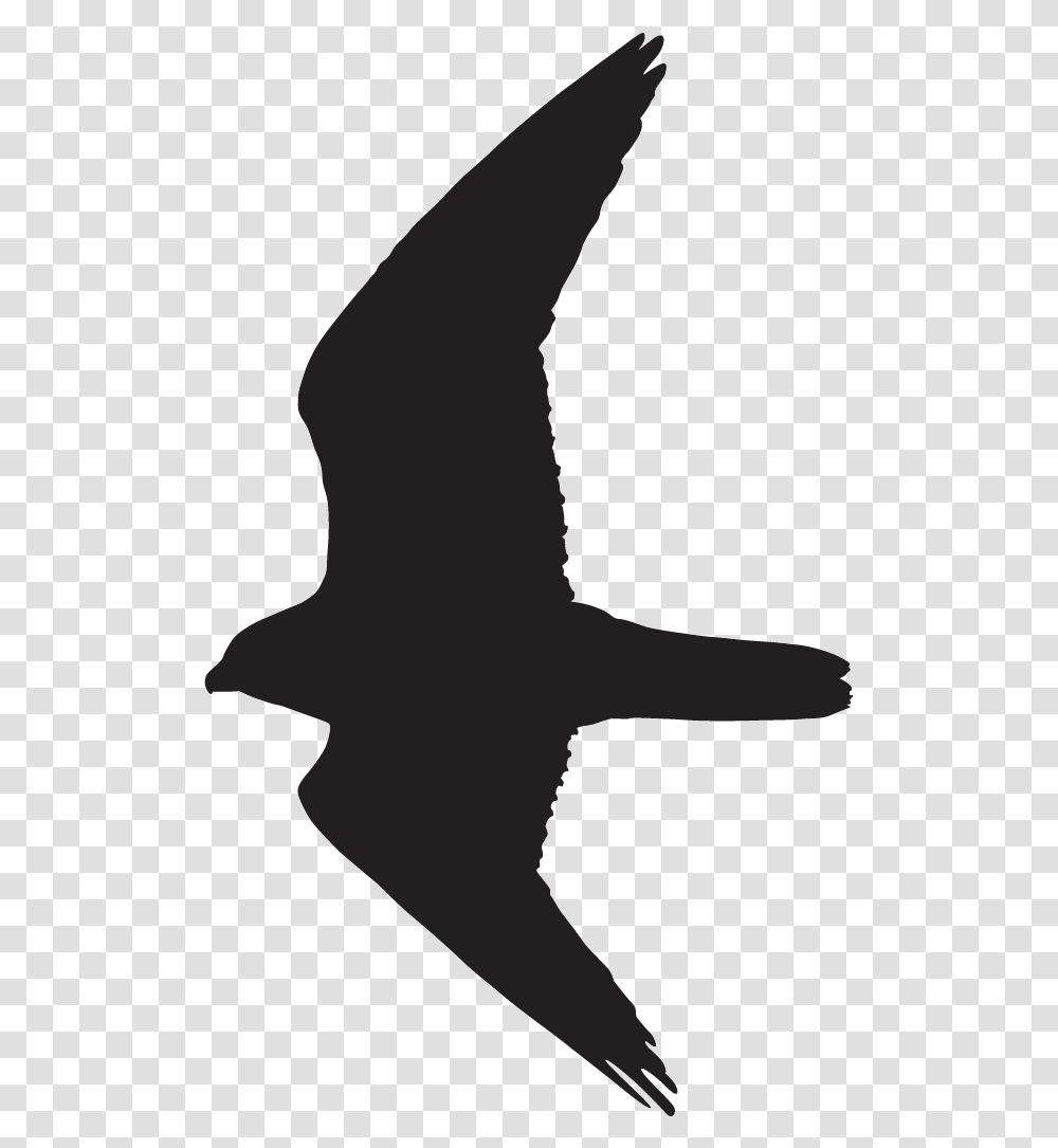 Peregrine Falcon Overview All About Birds Cornell Peregrine Falcon Flight Silhouette, Star Symbol Transparent Png
