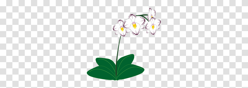Perennial Free Clipart, Plant, Flower, Geranium, Orchid Transparent Png
