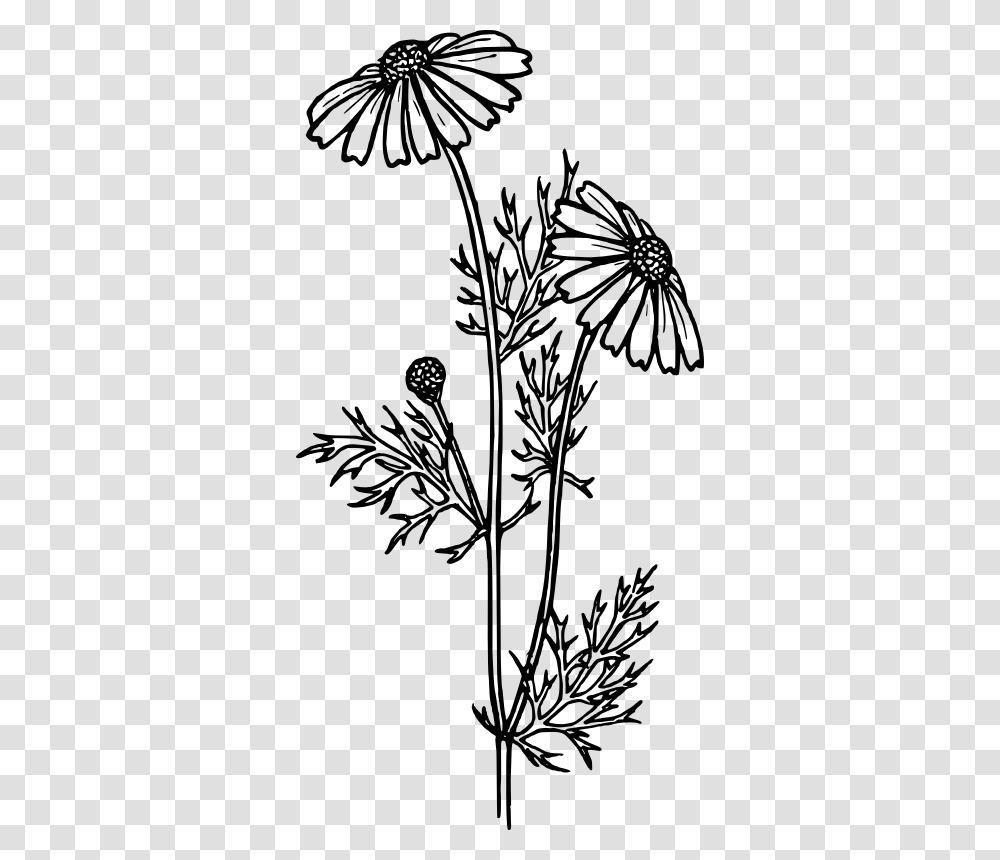Perennials Black And White, Gray, World Of Warcraft Transparent Png