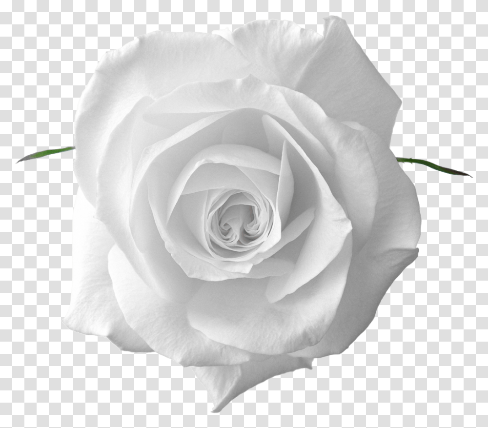 Perfect White Rose Flower Hd Beautiful Flowers White Roses, Plant, Blossom, Petal Transparent Png