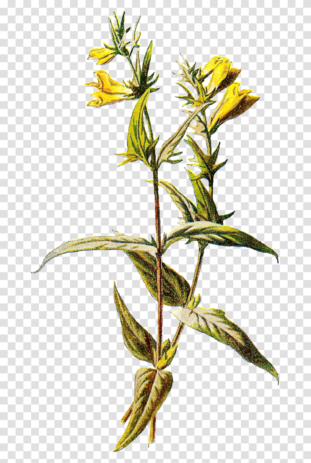 Perforate St John's Wort, Acanthaceae, Flower, Plant, Blossom Transparent Png