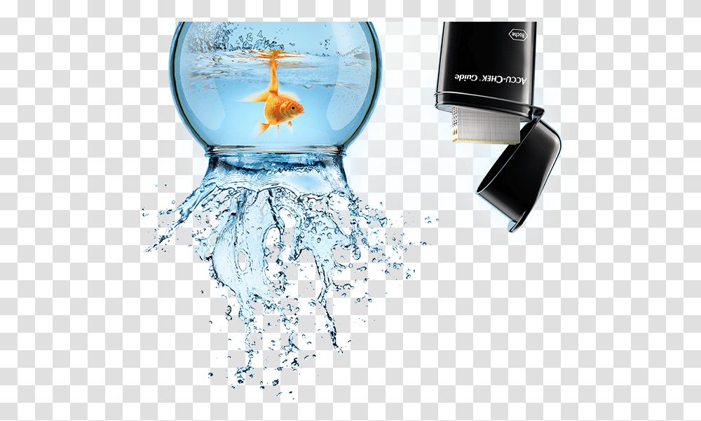 Perfume, Fish, Animal, Goldfish Transparent Png