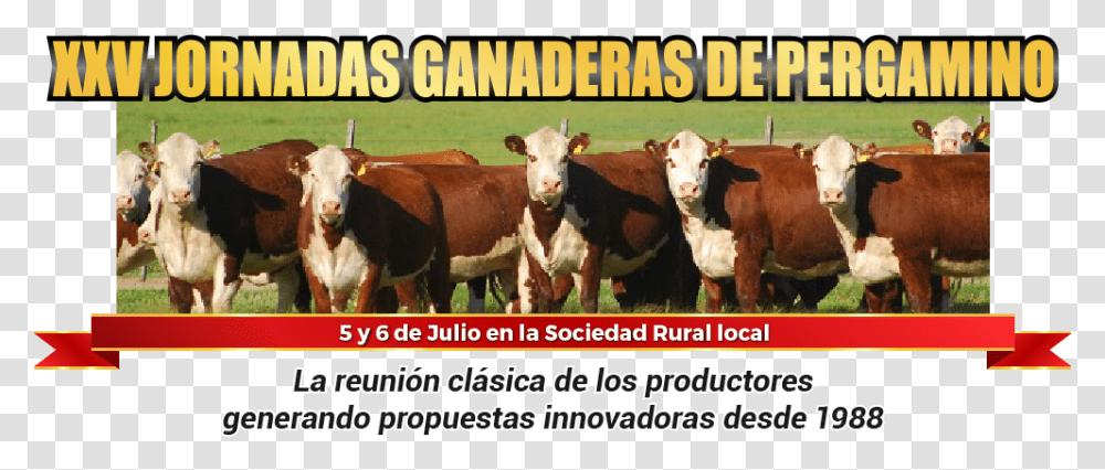 Pergamino Download Jornadas Ganaderas Pergamino 2018, Cow, Cattle, Mammal, Animal Transparent Png
