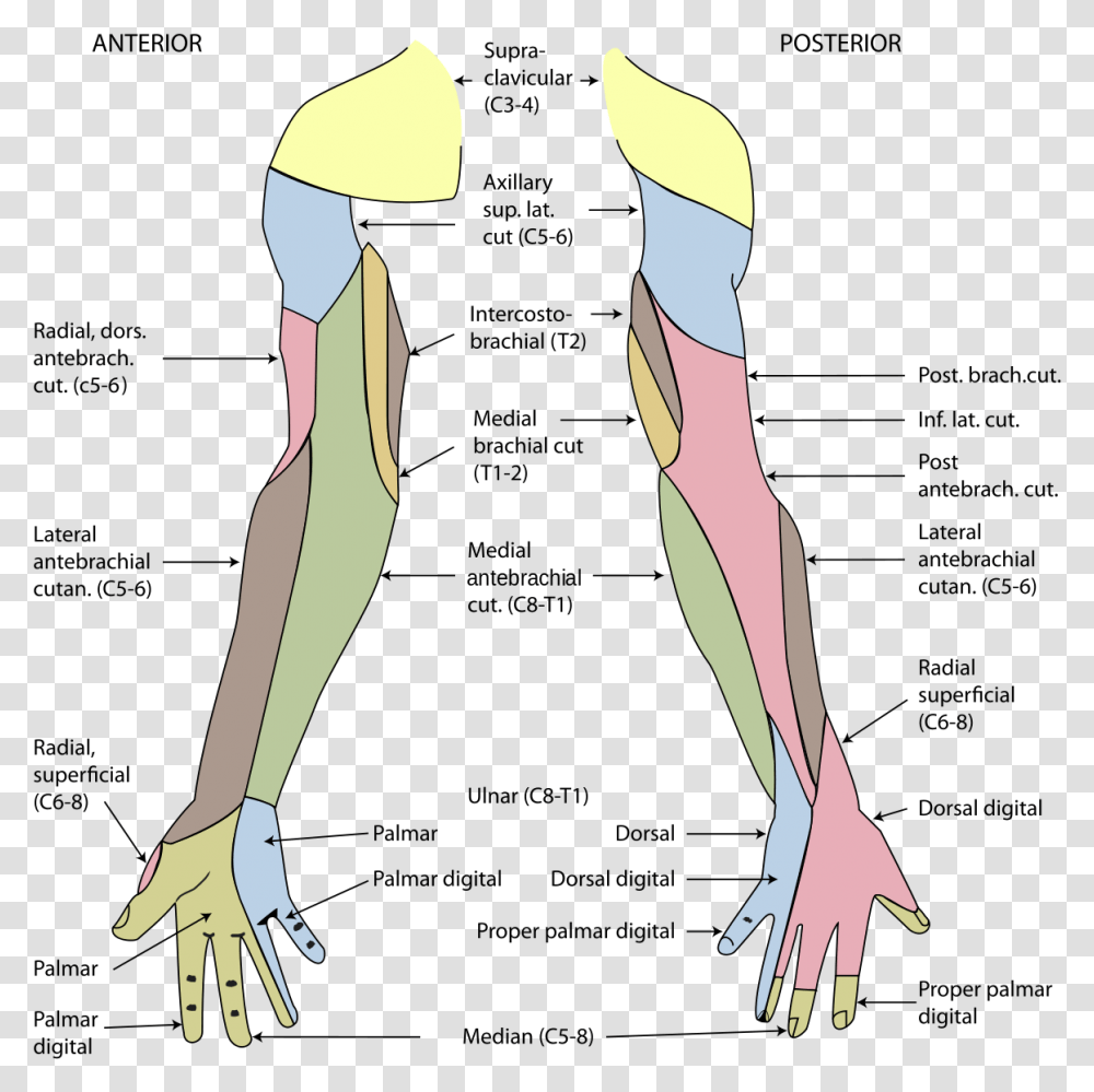 Peripheral Nerve Dermatome, Person, Human, Apparel Transparent Png