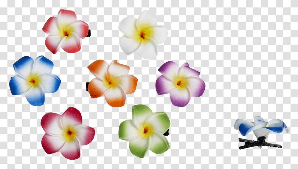 Periwinkle, Petal, Flower, Plant, Blossom Transparent Png