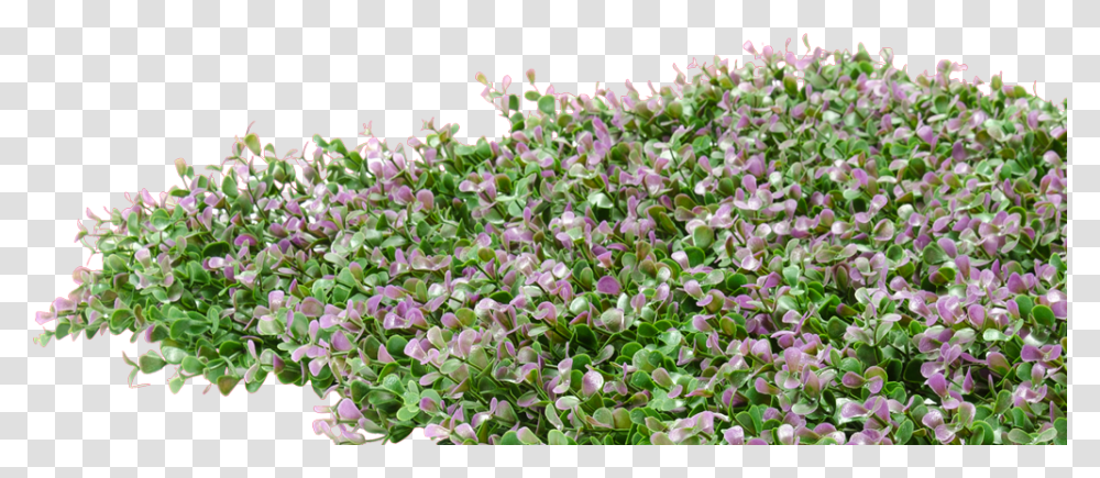 Periwinkle, Plant, Flower, Blossom, Geranium Transparent Png