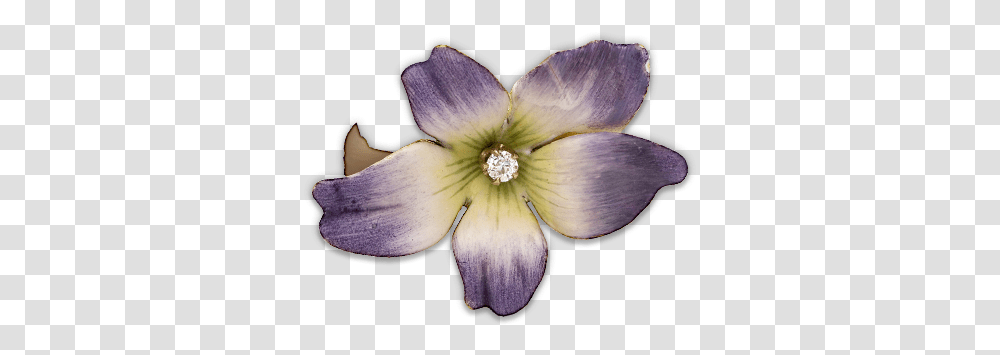 Periwinkle, Plant, Pollen, Flower, Petal Transparent Png