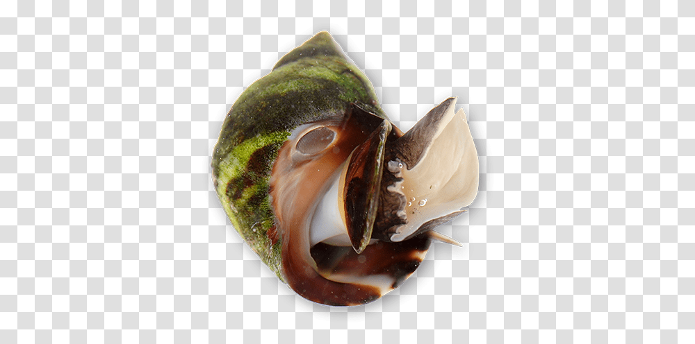 Periwinkle Snails Shell, Seashell, Invertebrate, Sea Life, Animal Transparent Png