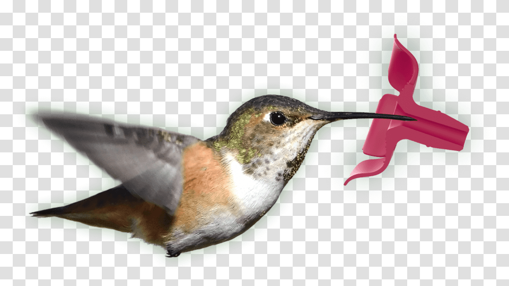 Perky Pet Topfill Hummingbird Feeders Hummingbird, Animal, Beak Transparent Png