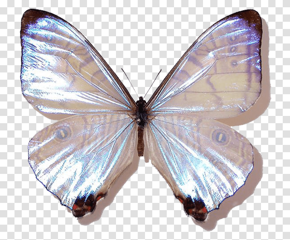 Perlamutrovij Morfo, Butterfly, Insect, Invertebrate, Animal Transparent Png