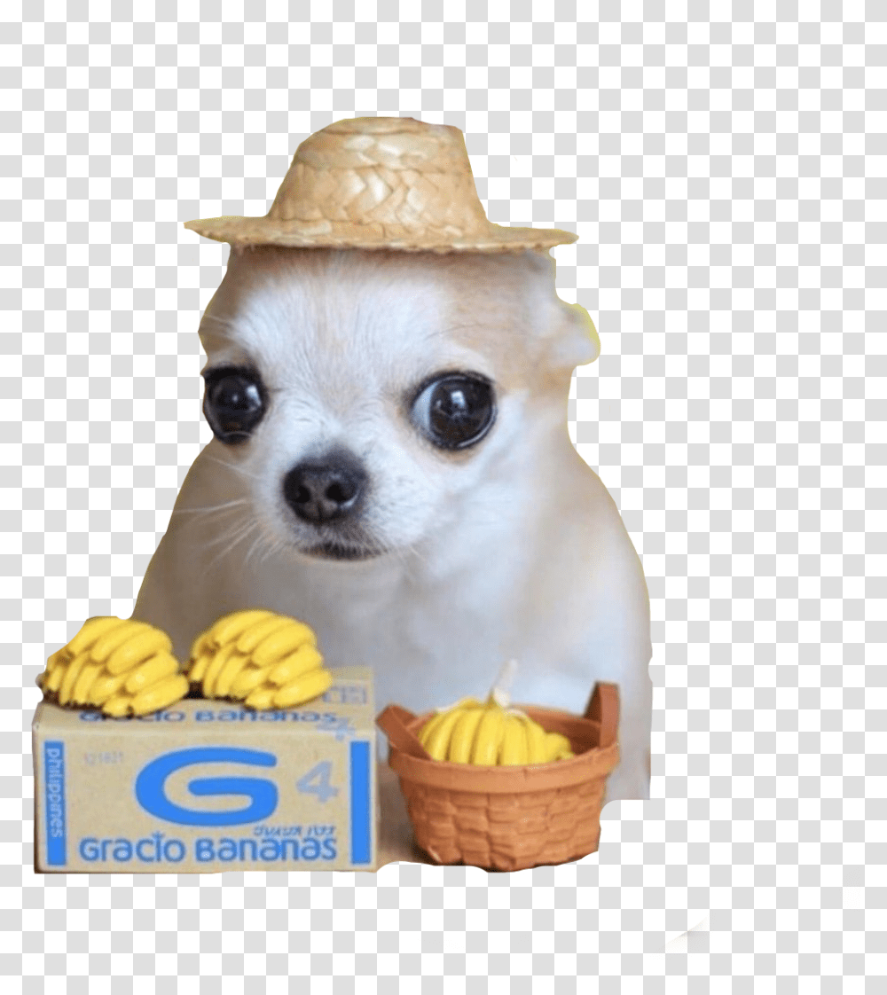 Perritos Freetoedit Chihuahua With Banana Hat, Dog, Pet, Canine, Animal Transparent Png