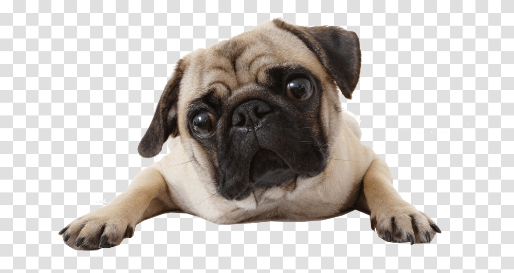 Perro And Pug Image Do Pugs Not Drugs, Dog, Pet, Canine, Animal Transparent Png