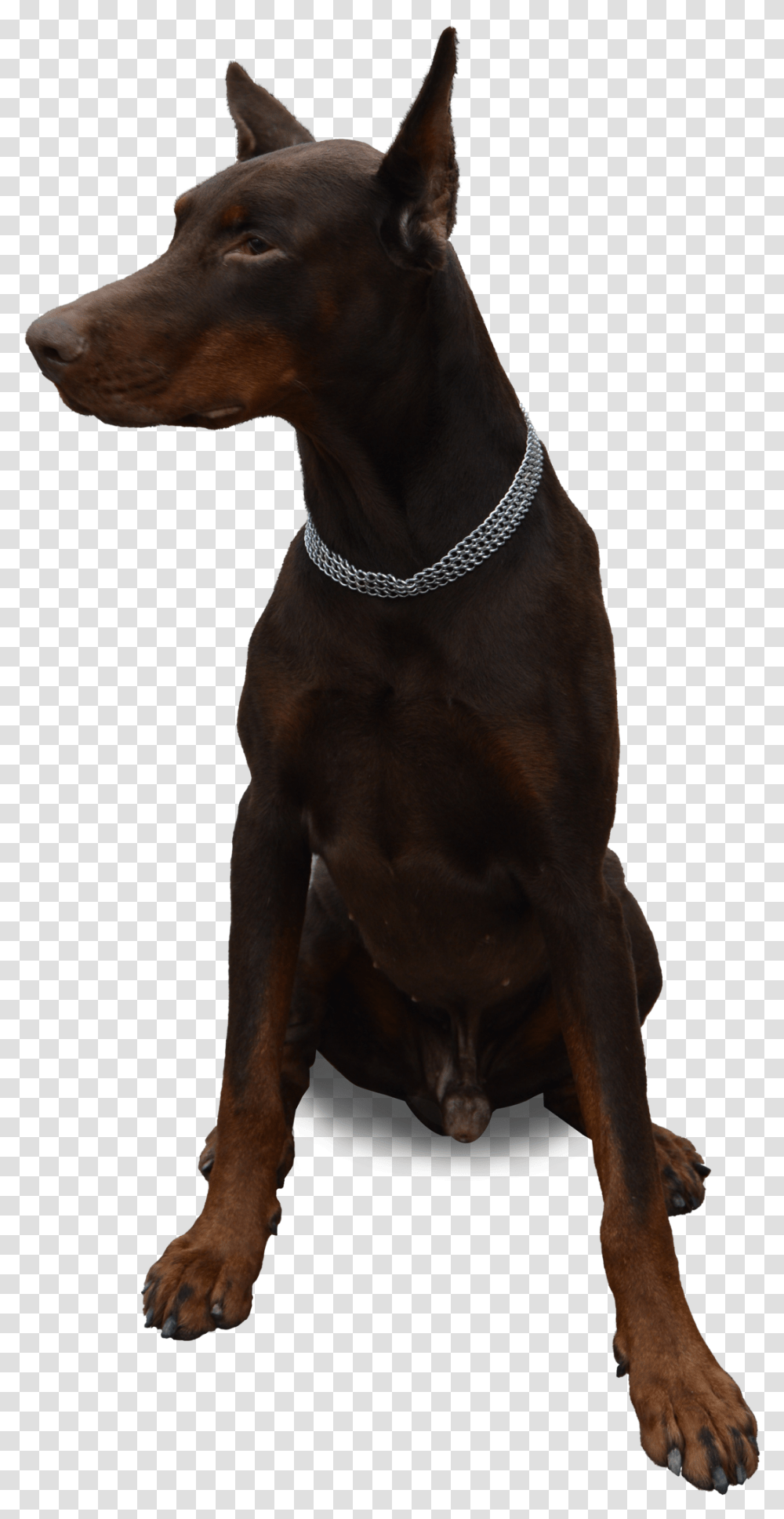 Perro Doberman, Dog, Pet, Canine, Animal Transparent Png