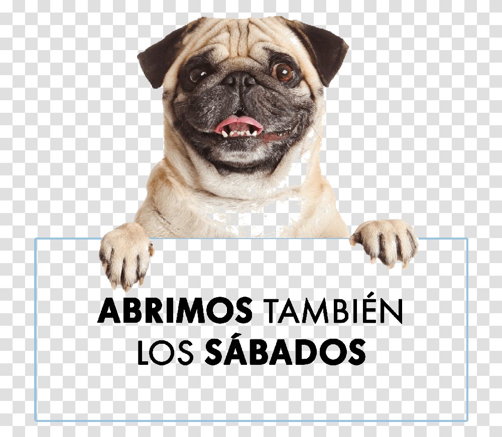 Perro Dog Anuncio Pug Holding A Sign, Pet, Canine, Animal, Mammal Transparent Png