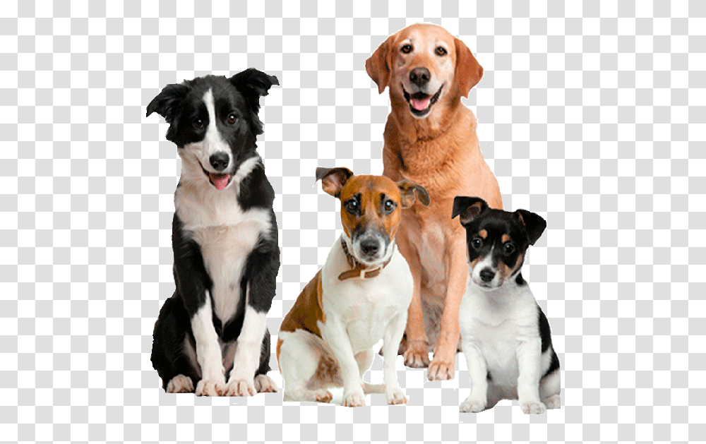 Perro En Adopcin Cute Dogs, Pet, Canine, Animal, Mammal Transparent Png