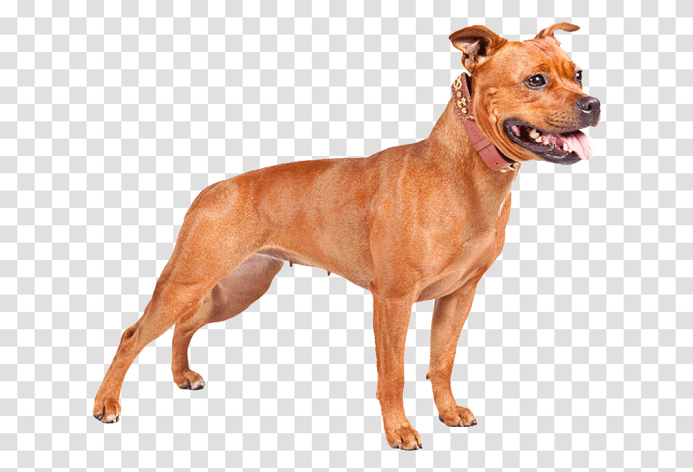 Perro Pitbull American Bully Pitbull Terrier Bully Dog, Pet, Canine, Animal, Mammal Transparent Png