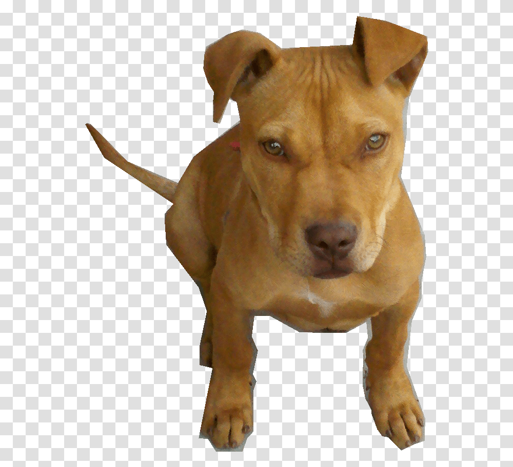 Perro Pitbull Bebe By Pngdetodotipo Perro Pitbull, Dog, Pet, Canine, Animal Transparent Png