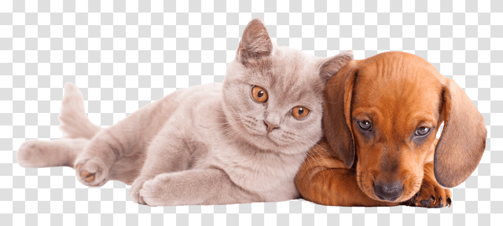 Perros Y Gatos Dog And Cat, Pet, Mammal, Animal, Canine Transparent Png