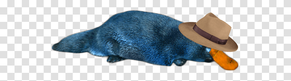 Perry The Platypus In Reallife Image Perry The Platypus, Mammal, Animal, Wildlife, Rodent Transparent Png