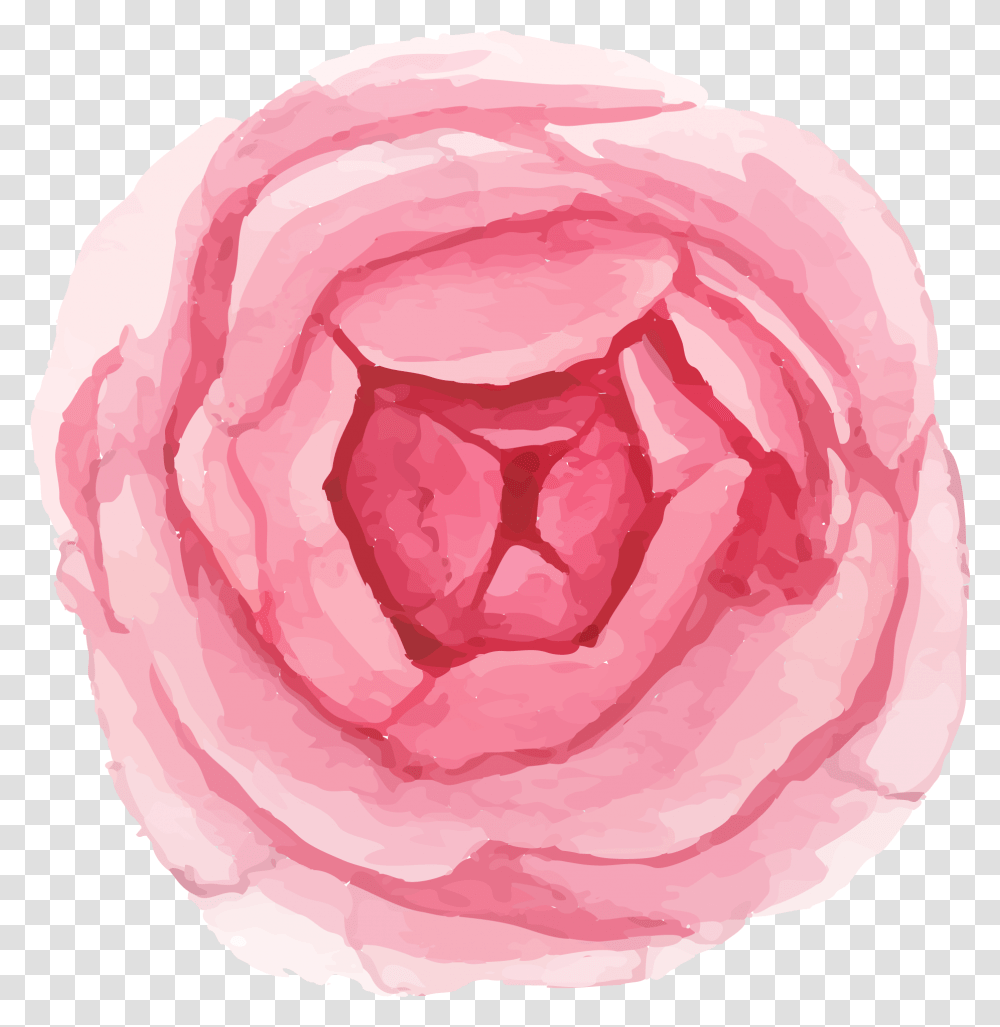 Persian Buttercup, Plant, Flower, Blossom, Rose Transparent Png