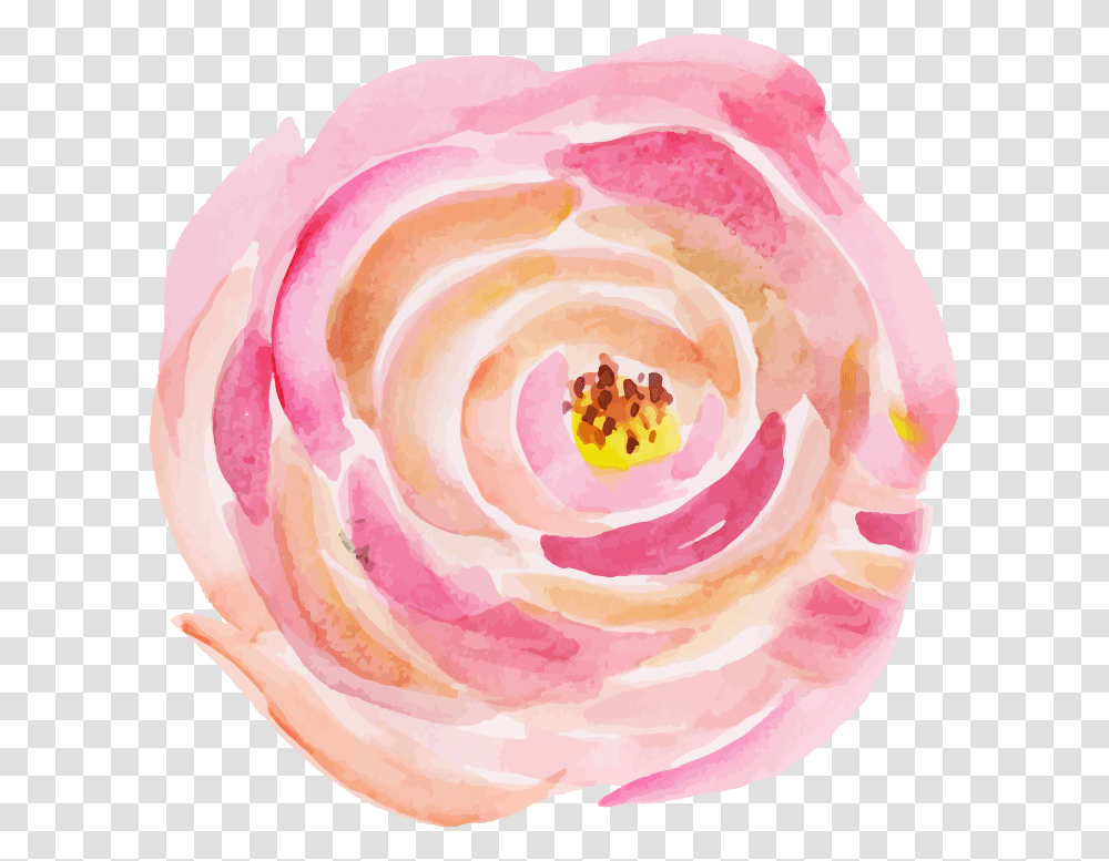 Persian Buttercup, Rose, Flower, Plant, Blossom Transparent Png