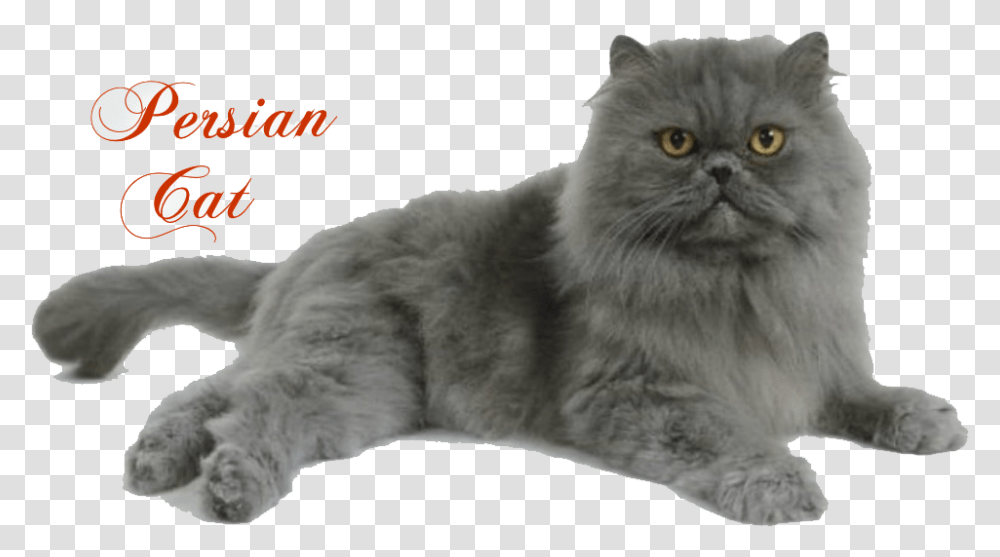 Persian Cat Full Punch Face Persian Cat, Pet, Mammal, Animal, Angora Transparent Png