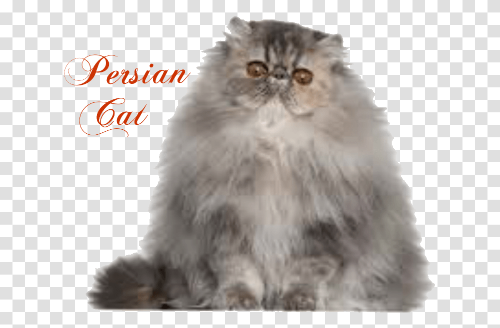 Persian Cat Persian Himalayan Cat, Angora, Pet, Mammal, Animal Transparent Png