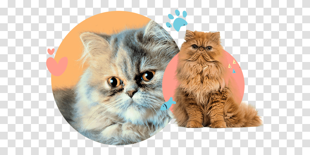 Persian Flat Faced Cats, Pet, Mammal, Animal, Kitten Transparent Png